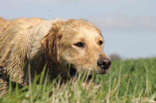 12967525_1593131164336100_2496024812744419539_o